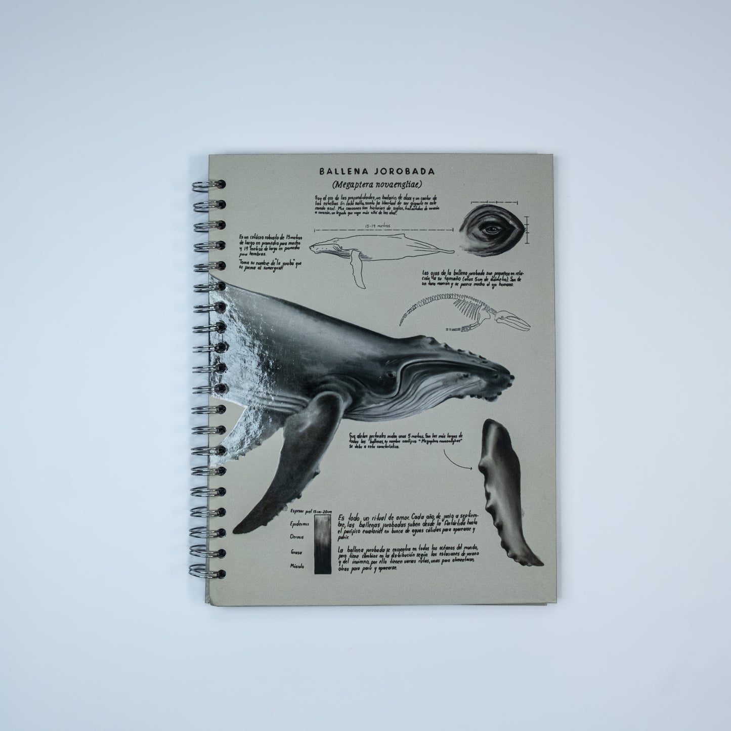 Cuaderno Ballena