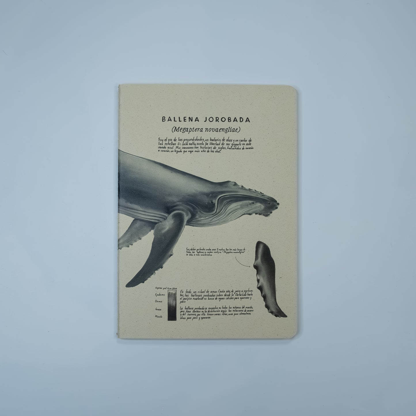 Journal Ballena Jorobada