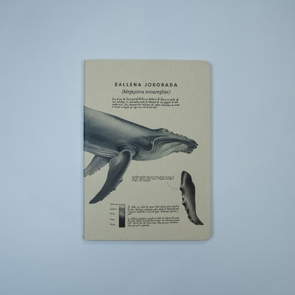 Journal Ballena Jorobada