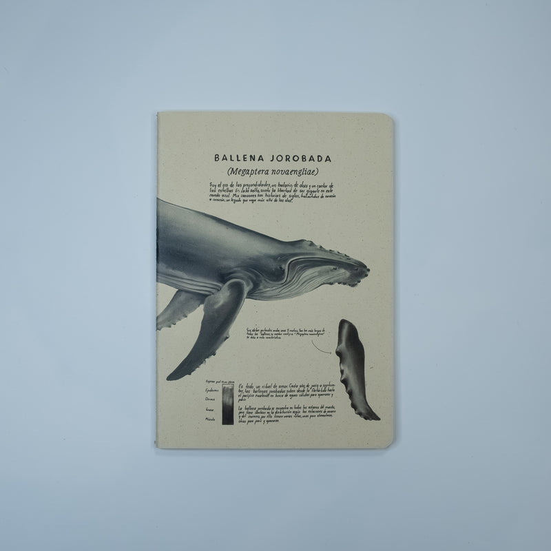 Journal Ballena Jorobada