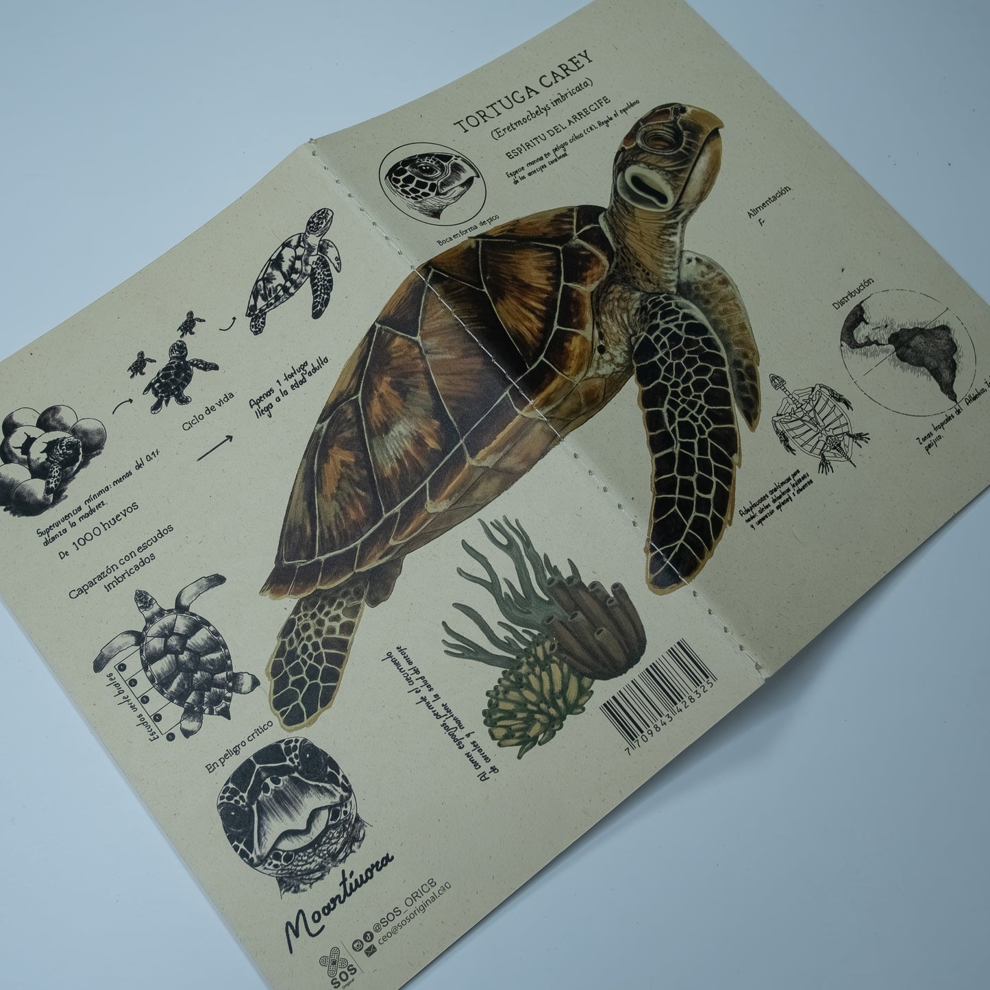 Journal Tortuga Carey