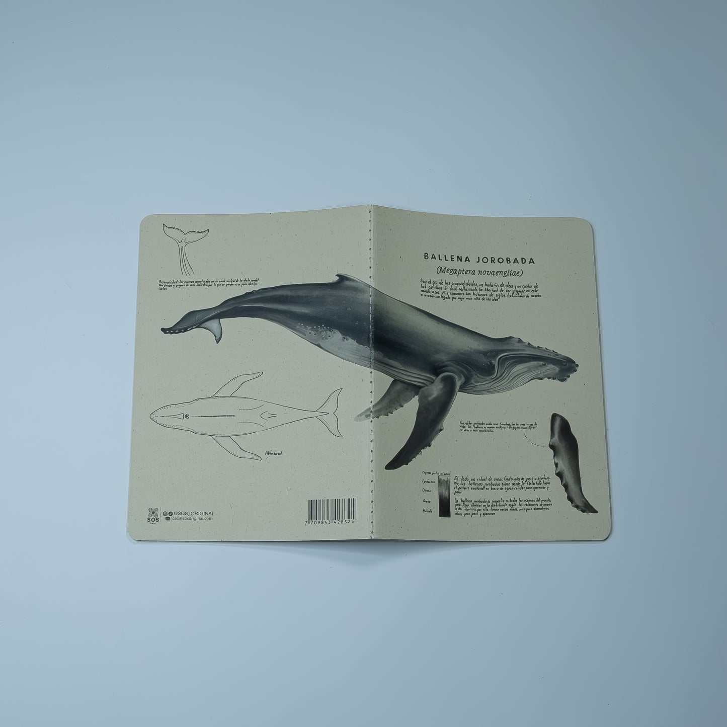 Journal Ballena Jorobada