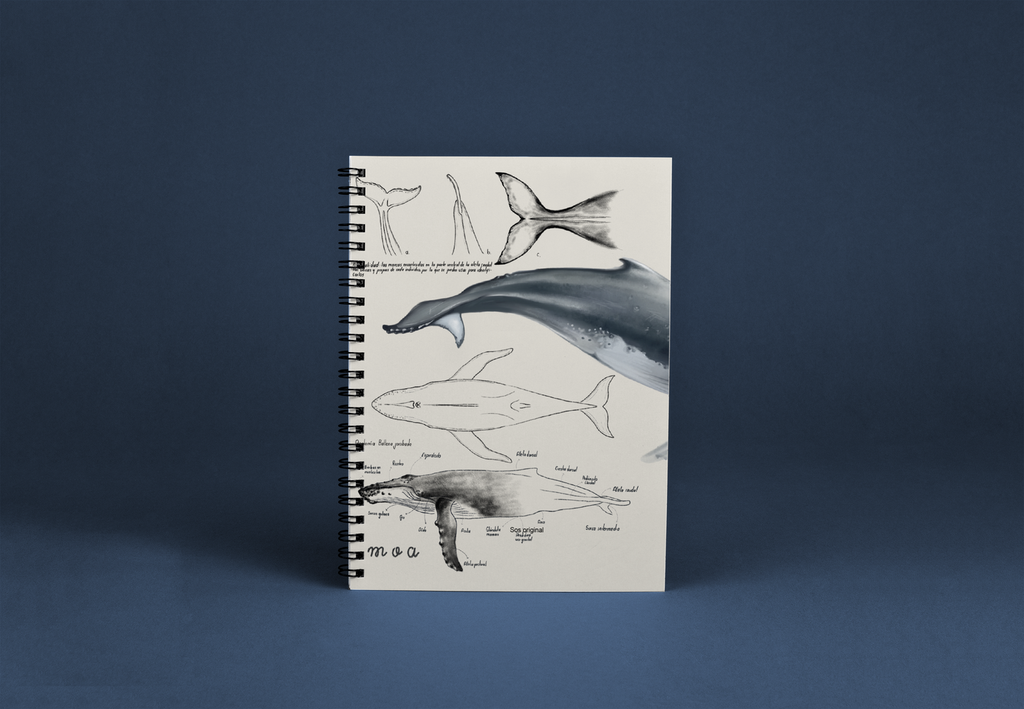 Cuaderno Ballena
